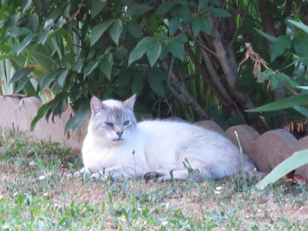 Chats Libres De Colomiers Annonces Chats Perdus Trouves