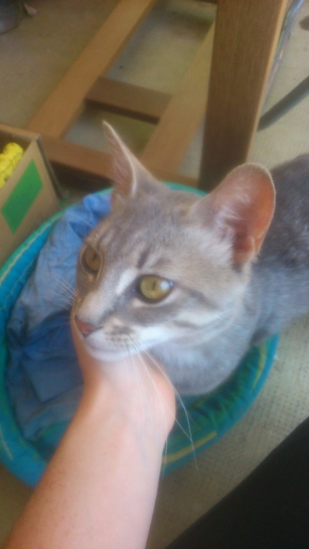 Chats Libres De Colomiers Annonces Chats Perdus Trouves