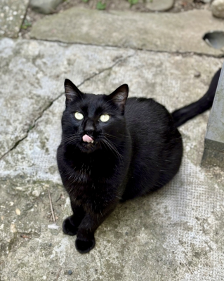 PPITO