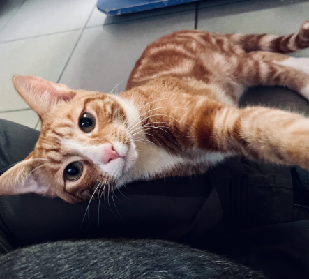 ALFI