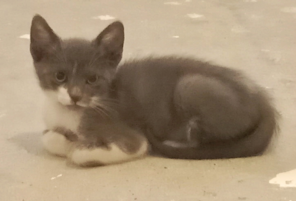 ARLO