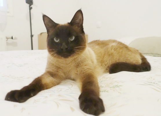 BAMBINO