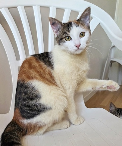 BAHAMAS