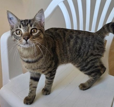 BARBADE