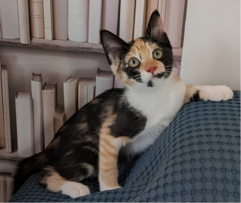 BASTET