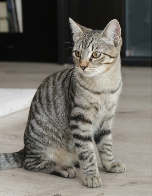 BAXTER